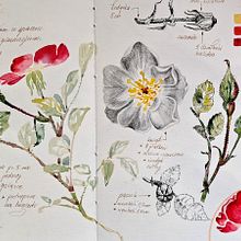 Mój projekt z kursu: Notatnik botaniczny wykonany techniką akwareli. Traditional illustration, Watercolor Painting, Botanical Illustration, and Sketchbook project by Joanna Zakrzewska - 08.17.2024