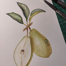 Mi proyecto del curso: Ilustración botánica realista: conecta con la naturaleza. Painting, Watercolor Painting, Botanical Illustration, and Naturalistic Illustration project by wondersisu - 11.17.2024
