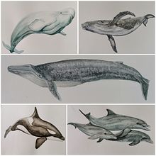 Mi proyecto del curso: Técnicas de ilustración naturalista: ballenas en acuarela. Un progetto di Belle arti, Pittura, Pittura ad acquerello e Illustrazione naturalistica di silvana1912 - 18.07.2024
