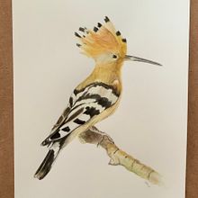 Mi proyecto del curso: Ilustración naturalista de aves con acuarela. Traditional illustration, Watercolor Painting, Realistic Drawing, and Naturalistic Illustration project by M.Belen - 08.19.2024
