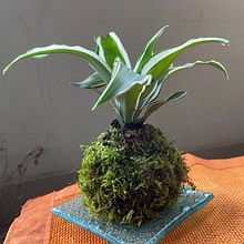 Il mio progetto del corso: Kokedama: La mia prima Kokedama. Arts, Crafts, Interior Design, L, scape Architecture, Decoration, DIY, Floral, and Plant Design project by tartattack - 08.20.2024