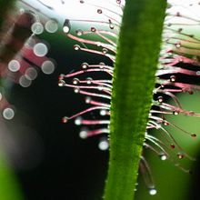 Fotografia Macro Plantas Carnivoras. Photograph, Product Photograph, Studio Photograph, and Digital Photograph project by Yem Dominguez - 08.18.2024