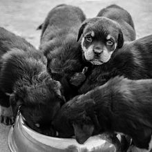 Amor de cuatro patas. Un progetto di Fotografia di Alejandra Martínez - 20.04.2022