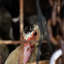 Confinados: A comercialização de animais vivos em mercados públicos.. Un proyecto de Fotografía, Post-producción fotográfica		, Fotografía en exteriores y Fotografía documental de arthur_botelho18 - 26.07.2024