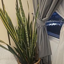 My project for course: Home Styling and Decoration with Plants. Design interativo, Decoração de interiores, Interiores, DIY, e Design floral e vegetal projeto de Juliana Megat - 23.08.2024