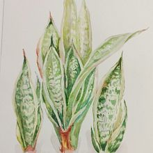 Mój projekt z kursu: Akwarela botaniczna: ilustracja anatomii kwiatów. Projekt z dziedziny Tradycyjna ilustracja,  Sztuki piękne,  Malarstwo,  Rysunek, Malowanie akwarelą i Rysunek botaniczny użytkownika magda_1970 - 22.08.2024