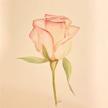 Double delight rose. Projekt z dziedziny Malowanie akwarelą użytkownika CatitArt - 18.08.2024