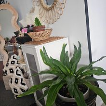 BOHO NATURAL GREENERY  HOME DECOR. Interior Design project by Juliana Megat - 08.22.2024