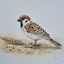 Mon projet du cours : Art naturaliste à l'aquarelle : oiseaux et faune sauvage. Projekt z dziedziny  Sztuki piękne, R, sunek ołówkiem,  R, sunek, Malowanie akwarelą, R, sunek realist, czn, Ilustracja naturalist i czna użytkownika valerie.le-corre - 24.08.2024