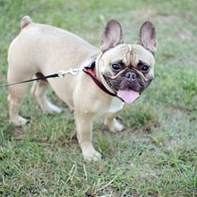 My project for course: Lifestyle Dog Photography. Photograph, Portrait Photograph, Instagram Photograph, Documentar, Photograph, Lifest, and le Photograph project by Dmitry Rasakhatsky - 08.09.2024