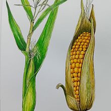 Mój projekt z kursu: Realistyczne malowanie botanicznych akwareli. Design, Traditional illustration, Fine Arts, Painting, Watercolor Painting, and Botanical Illustration project by tomekbald - 08.26.2024