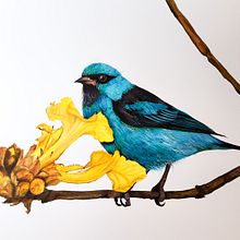 Meu projeto do curso: Pintura em aquarela: arte de aves e fauna naturalista. Un progetto di Belle arti, Disegno a matita, Disegno, Pittura ad acquerello, Disegno realistico e Illustrazione naturalistica di ceciliaapcosta - 27.08.2024