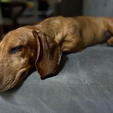 Mi proyecto del curso: Fotografía lifestyle de perros. Fotografia, Fotografia de retrato, Fotografia para Instagram, Fotografia documental, Fotografia Lifest, e le projeto de Karo Castillo - 26.08.2024