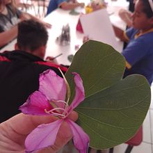 Metade eu, metade natureza. Education project by Thaysa Zuccherato - 08.29.2024