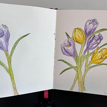 My project for course: Illustrating Nature with Watercolor and Pen. Traditional illustration, Fine Arts, Painting, Drawing, Watercolor Painting, and Botanical Illustration project by Deb Thompson - 09.01.2024