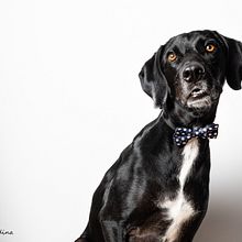 Mi proyecto del curso: Introducción a la fotografía de perros. Photograph, Studio Photograph, Portrait Photograph, Lifest, le Photograph, Documentar, Photograph & Interior Photograph project by aintxanesardina - 09.01.2024
