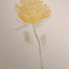 Rosa / acuarela . Traditional illustration project by Andrea Zamorano R. - 09.03.2024