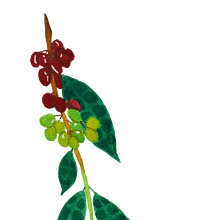 Meu projeto do curso: Aquarela botânica: ilustre a anatomia das flores. Fine Arts, Drawing, Traditional illustration, Botanical Illustration, Painting, and Watercolor Painting project by Lara Ribeiro Pereira - 09.02.2024