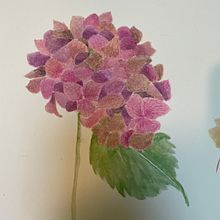 Mon projet du cours : Illustration botanique à l'aquarelle : la technique des hachures. Botanical Illustration, Fine Arts, Painting, and Watercolor Painting project by Doris Vannucci - 09.04.2024