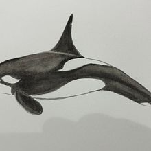 My project for course: Naturalist Illustration Techniques: Whales in Watercolor. Un progetto di Illustrazione naturalistica, Pittura, Pittura ad acquerello e Belle arti di maurojeda - 03.09.2024