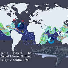 Infografías creativas: El Gigante Viajero: La Migración del Tiburón Ballena (Rhincodon typus Smith, 1828). Graphic Design, Infographics, Information Design, and Poster Design project by Andrés Felipe Betancourt Rodríguez - 08.02.2024