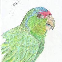 Dibujó de Amazonas autumnalis. Drawing, Pencil Drawing, and Naturalistic Illustration project by Guillermo Niet - 09.08.2024