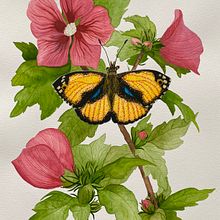 Mon projet du cours : Illustration naturaliste à l'aquarelle et à la gouache. Projekt z dziedziny R, sunek botaniczn, Malowanie gwaszami, Ilustracja naturalist, czna,  Malarstwo, Malowanie akwarelą i  Sztuki piękne użytkownika emilie36963 - 12.09.2024