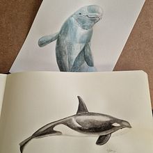 Mi proyecto del curso: Técnicas de ilustración naturalista: ballenas en acuarela. Un proyecto de Bellas Artes, Pintura, Pintura a la acuarela e Ilustración naturalista				 de M.Belen - 16.09.2024
