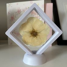 My First Pressed Rose Collection. Floral, Plant Design, Arts, and Crafts project by zaengbaeng - 09.16.2024