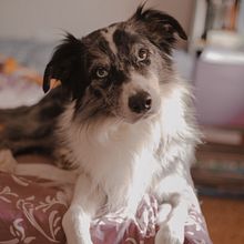 Mi proyecto del curso: Fotografía lifestyle de perros. Un proyecto de Fotografía, Fotografía de retrato, Fotografía Lifest, le, Fotografía para Instagram y Fotografía documental de Beatriz Sirvent - 17.09.2024