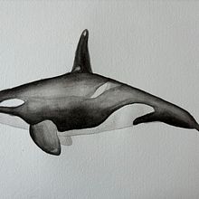 My project for course: Naturalist Illustration Techniques: Whales in Watercolor. Un progetto di Illustrazione naturalistica, Pittura, Pittura ad acquerello e Belle arti di mikiglisenti - 18.09.2024