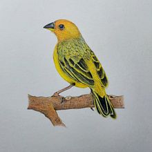 Meu projeto do curso: Pintura em aquarela: arte de aves e fauna naturalista. Projekt z dziedziny  R, sunek,  Sztuki piękne, Ilustracja naturalist, czna, R, sunek ołówkiem, R, sunek realist, czn i Malowanie akwarelą użytkownika Thayane Patusco - 11.07.2024