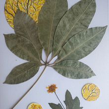 Meu projeto do curso: Técnicas básicas para prensar flores e plantas. Arts, Crafts, Fine Arts, Collage, DIY, Floral, and Plant Design project by Natália Fontes Rodrigues - 09.20.2024