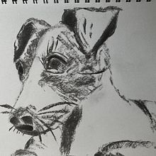 My project for course: Animal Illustration with Charcoal and Ink. Un proyecto de Dibujo, Ilustración con tinta, Ilustración naturalista				 y Bellas Artes de Sharon Tayfield - 22.09.2024
