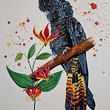 Rotschwanzkakadu . Pintura em aquarela, Ilustração tradicional, e Pintura projeto de Stefanie Wagner - 22.09.2024