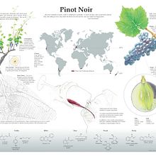 Pinot Noir Infographic. Un progetto di Design editoriale, Infografica, Illustrazione editoriale e Illustrazione tradizionale di Lindsay Holladay Van Damme - 23.09.2024