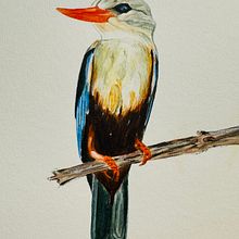 Halcyon bird. Un proyecto de Pintura a la acuarela de Alessandra Roncagliolo - 27.09.2024