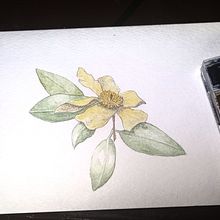 My project for course: Illustrating Nature with Watercolor and Pen. Botanical Illustration, Drawing, Fine Arts, Traditional illustration, Painting, and Watercolor Painting project by Wendy Allison - 09.28.2024