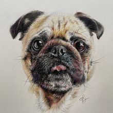 My project for course: Pet Portraits in Colored Pencils. Traditional illustration, and Naturalistic Illustration project by Ekaterina Boga - 09.20.2024