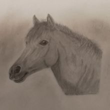 My project for course: Realistic Wildlife Images in Graphite Pencil. Drawing, Fine Arts, Naturalistic Illustration, Pencil Drawing, and Realistic Drawing project by Margaret Fraser - 10.01.2024