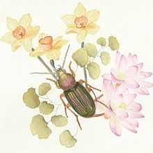 Mi proyecto del curso: Dibujo y composición naturalista en acuarela. Un progetto di Disegno, Illustrazione tradizionale, Illustrazione naturalistica e Pittura ad acquerello di Pamela Casas Barría - 03.10.2024