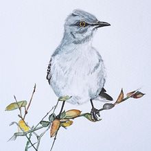 Northern mockingbird . Watercolor Painting project by Anastasiia Mansiuk - 10.05.2024