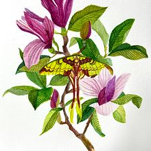My project for course: Naturalistic Illustration in Watercolor and Gouache. Botanical Illustration, Gouache Painting, Naturalistic Illustration, Painting, Watercolor Painting, and Fine Arts project by huang_pythagoras - 10.06.2024