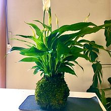 Mi proyecto del curso: Kokedamas: crea macetas naturales de musgo. Arts, Crafts, Decoration, Interior Design, DIY, L, scape Architecture, Floral, and Plant Design project by La Factoría Gráfica - 10.08.2024
