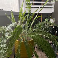 My project for course: Interior Design for Beginners: Decorating with Plants. Een project van  Interieurdecoratie, DIY, Bloem- en plantenschikken,  Interieur, Interieurontwerp, L, scaping y Ruimtelijk ontwerp van lisadeliwala - 09.10.2024