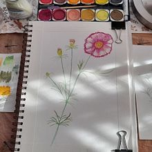 Cosmos - My project for course: Realistic Botanical Watercolor Drawing. Ilustração botânica, Design, Artes plásticas, Ilustração tradicional, Pintura, e Pintura em aquarela projeto de Silvia Belo Oliveira - 09.10.2024