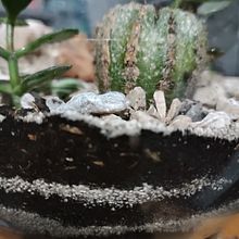 Mi proyecto del curso: Arte vegetal: crea tu propio terrario abierto. Decoration, Interior Design, DIY, L, scape Architecture, Floral, and Plant Design project by Morellya Echenique Monzon - 10.04.2024