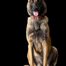 Mi proyecto del curso: Introducción a la fotografía de perros. Photograph, Studio Photograph, Portrait Photograph, Lifest, le Photograph, Documentar, Photograph & Interior Photograph project by Oscar Hernandez Martinez - 10.12.2024