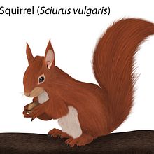 Meu projeto do curso: Ilustração naturalista de animais com Procreate - Esquilo-Vermelho. Un projet de Dessin réaliste, Illustration traditionnelle, Illustration numérique et Illustration naturaliste de anaisabelnobrega_94 - 13.09.2023