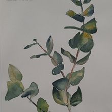 Mijn project van de cursus: Illustreer de natuurlijke wereld met aquarel en houtskool. Traditional illustration, Naturalistic Illustration, and Painting project by Mariet van de Waarsenburg - 10.14.2024